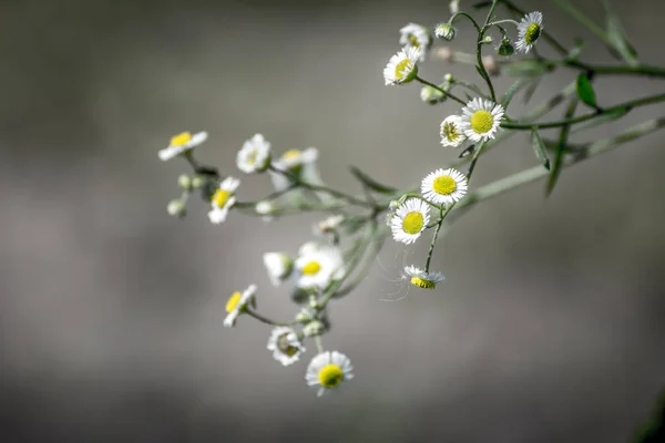 庭の花 — ストック写真