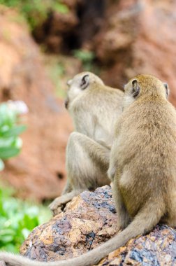 Maymun, duygular, bebek, Tayland, hayvanlar