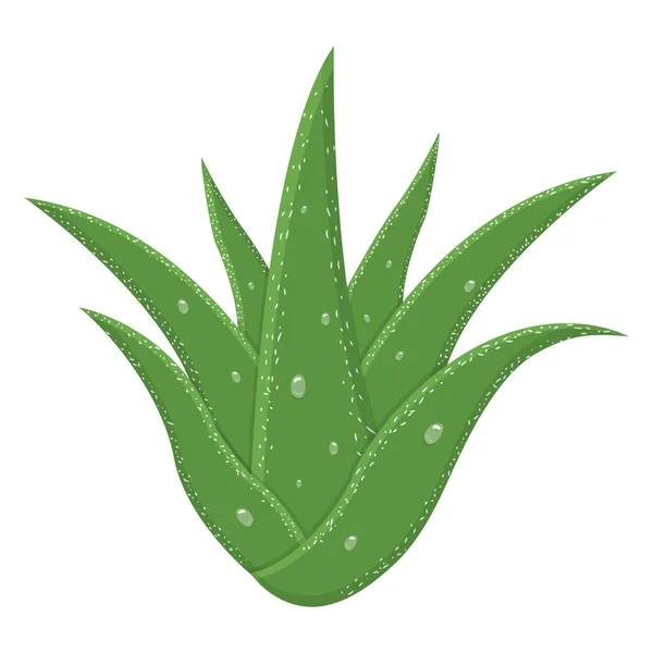 Aloe Vera Feuilles Plantes Médicinales Isolées Sur Fond Blanc Cartoon — Image vectorielle