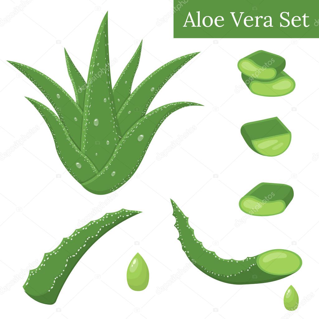 Set of aloe vera medicinal plant leaves cuttings and juice drops elements isolated on white background. Cartoon style. Vector illustration for any design.