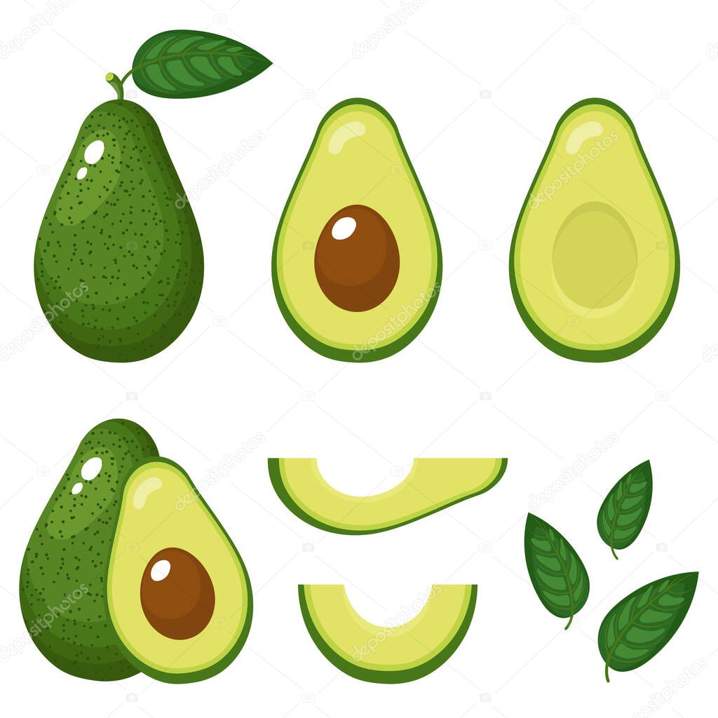 Set of fresh whole, half, cut slice and leaves avocado isolated on white background. Summer fruits for healthy lifestyle. Organic fruit. Cartoon style. Vector illustration for any design.