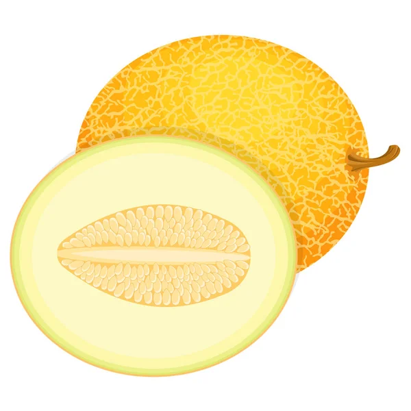 Fruto Fresco Entero Medio Melón Aislado Sobre Fondo Blanco Melón — Archivo Imágenes Vectoriales