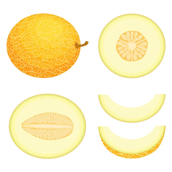 Set Van Vers Geheel Half Gesneden Snijmeloen Fruit Geïsoleerd Witte — Stockvector