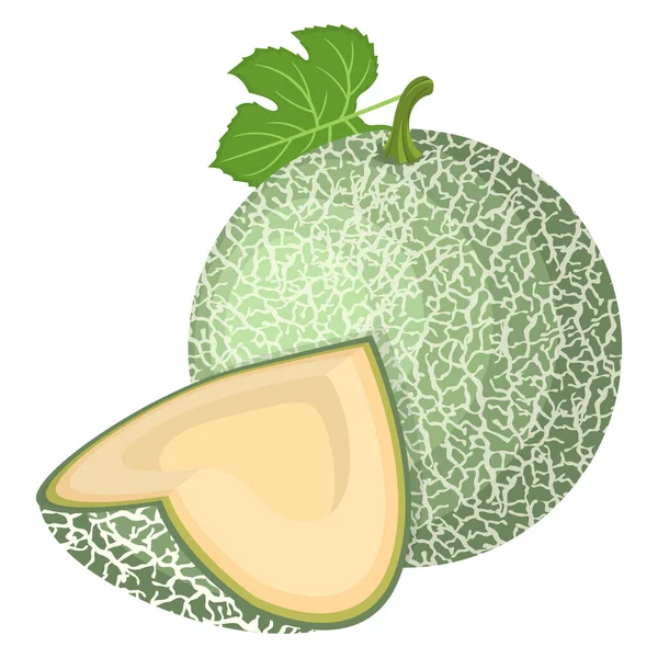 Fresco Entero Corte Rodajas Melón Aislado Sobre Fondo Blanco Melón — Vector de stock