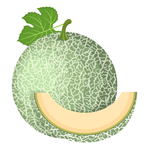 Verse Hele Gesneden Schijfje Meloen Fruit Geïsoleerd Witte Achtergrond Meloen — Stockvector