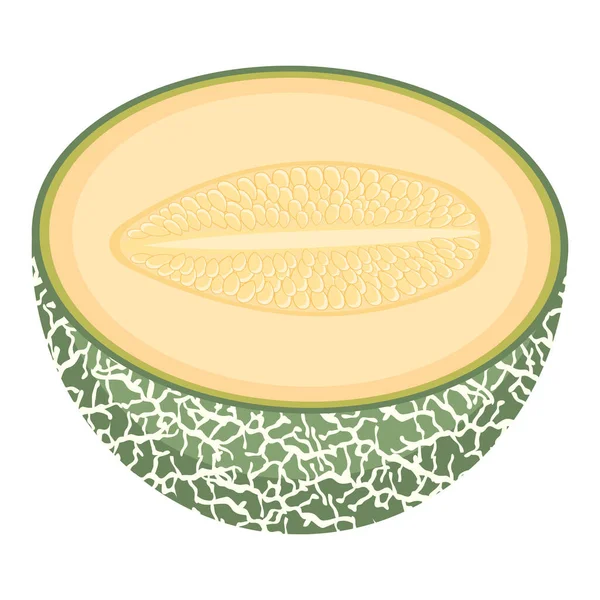 Frische Halbe Melonenfrucht Isoliert Auf Weißem Hintergrund Cantaloupe Melone Sommerfrüchte — Stockvektor