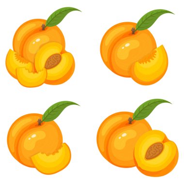 Beyaz arka planda taze, yarım dilimlenmiş şeftali meyvesi seti. Sağlıklı yaşam için yaz meyveleri. Organik meyve. Çizgi film tarzı. Herhangi bir tasarım için vektör illüstrasyonu.
