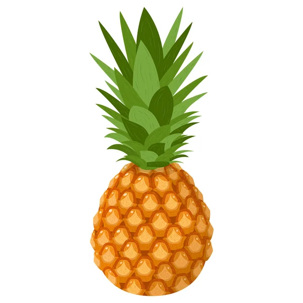 Verse Hele Ananas Fruit Geïsoleerd Witte Achtergrond Zomervruchten Voor Een — Stockvector