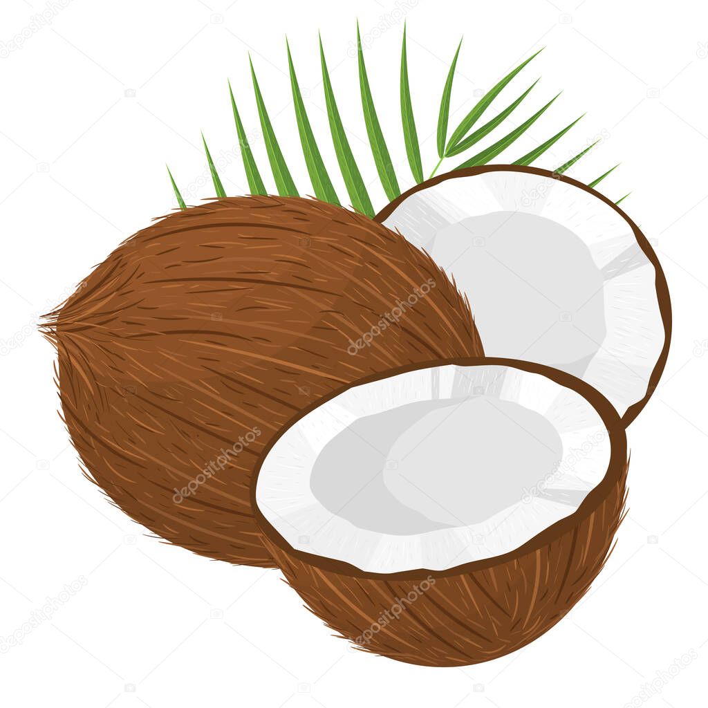 Cartoon detailed brown exotic whole coconut, half and green leaf. Summer fruits for healthy lifestyle. Organic fruit. Cartoon style. Vector illustration for any design.
