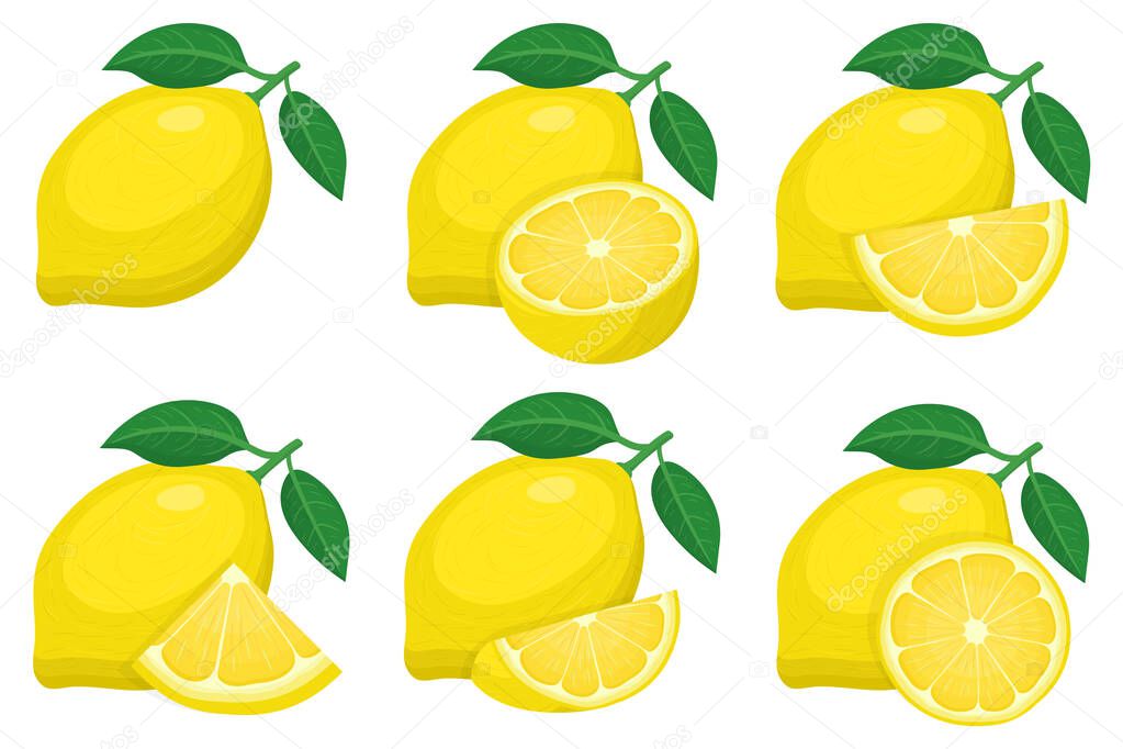 Set of fresh whole, half, cut slice lemon fruit groups isolated on white background. Summer fruits for healthy lifestyle. Organic fruit. Cartoon style. Vector illustration for any design.