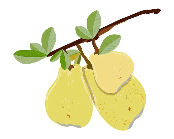 白の背景ベクトル図に分離された熟した梨の枝 デザイン バナー メニュー ポスター アパレル カード用の夏のフルーツセット — ストックベクタ