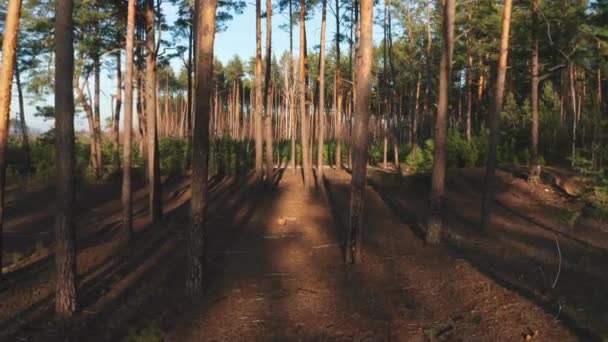 Dolly movement between the trunks of pine trees in the forest. Dolly shoot smooth movement through pine trees in a sunny pine forest. Yellow Beam Drone shooting trees with a brown bark warm hue. — 비디오