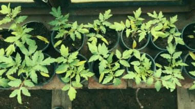 Bir seradaki tencerelerde domates çalısı resmi. Üst Manzara. Sera kaplarında yeşil domates fideleri. Büyüyen domatesler.