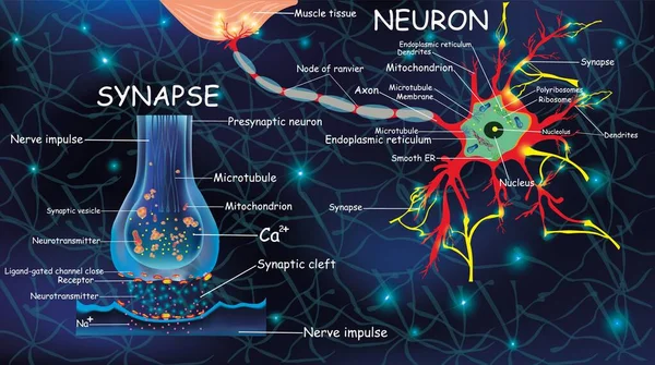 Anatomický neyron a synapse. Signál v mozku. Buňky neyron a synapse s popisy. Struktura neyron pro vzdělávací, lékařské, biologické použití.Přenos impulzů v živém organismu — Stockový vektor