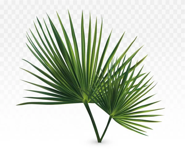 3D realistische groene palmbladeren. Tropische palmbladeren geïsoleerd op transparante achtergrond. De bladeren sluiten. Vectorillustratie — Stockvector