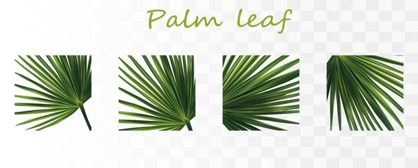 Collectie groene palmbladeren. Tropische palmbladeren geïsoleerd op transparante achtergrond. 3D realistische bladeren met kopieerruimte voor uw tekst. Zomer blad. Iconen spandoek. De bladeren sluiten. Vector — Stockvector