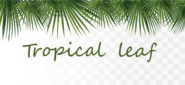 Collectie tropisch exotisch palmblad. Tropische palmbladeren geïsoleerd op transparante achtergrond. 3D realistische bladeren met kopieerruimte voor uw tekst. Zomer blad. Kortingsspandoek. De bladeren sluiten. Vector — Stockvector