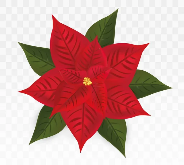 3D realistyczne Poinsettia izolowane na przejrzystym tle.Red Christmas Star. Ikona wektora. Kwiat Poinsettii z zielonym liściem. Symbole świąteczne. Ilustracja wektora — Wektor stockowy