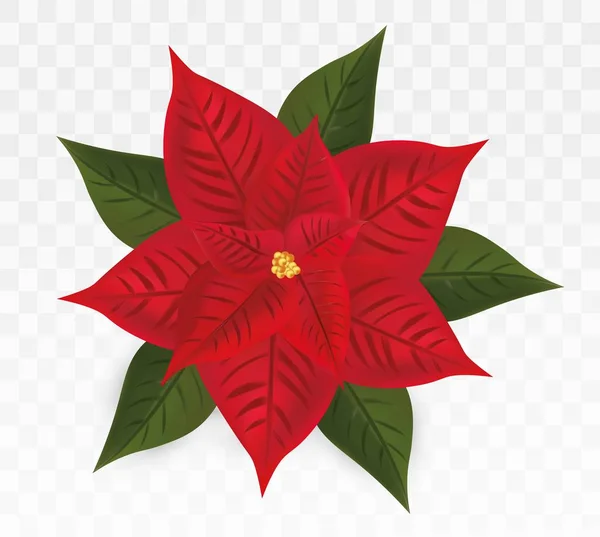 Realistic Poinsettia Flowerストックベクター ロイヤリティフリーrealistic Poinsettia Flowerイラスト Depositphotos