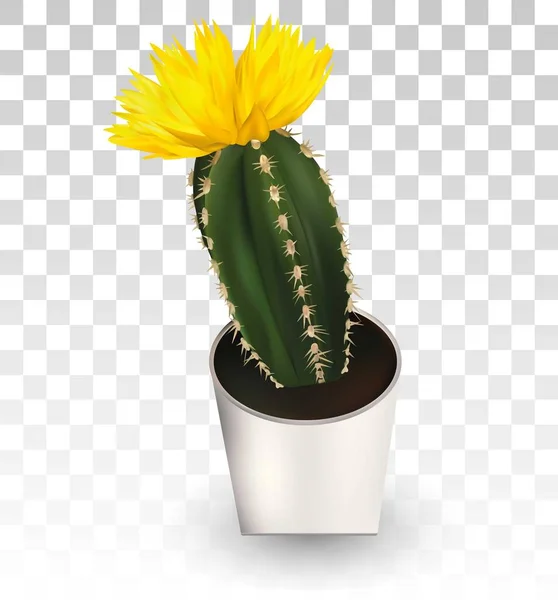 3d cactus realista con flor amarilla. Cactus decorativoHermoso icono de cactus. Ilustración vectorial . — Vector de stock