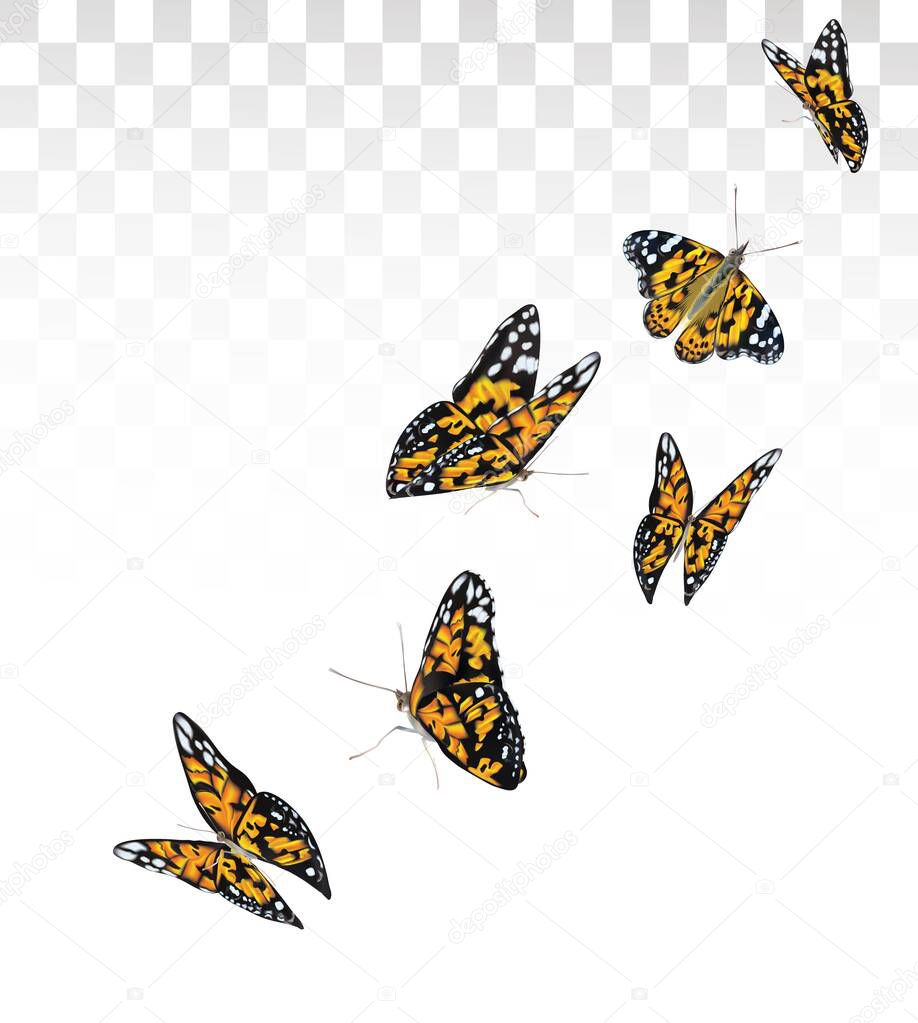 Orange beautiful flying butterflies isolated on transparent background. Butterflies in Motion. Vector illustration