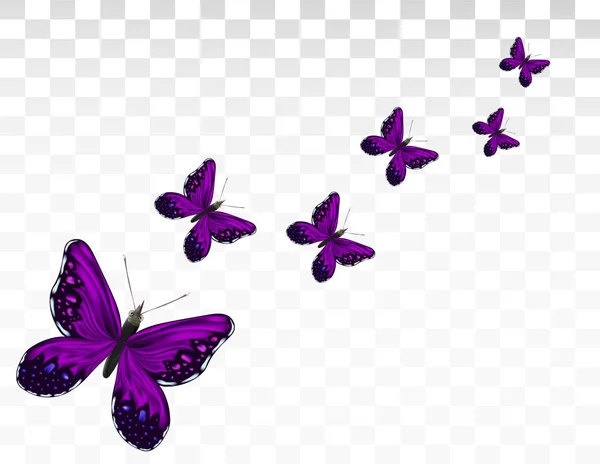 Veilchen schöne fliegende Schmetterlinge isoliert auf transparentem Hintergrund. 3D realistische Schmetterlinge in Bewegung. Symbolbild. — Stockfoto