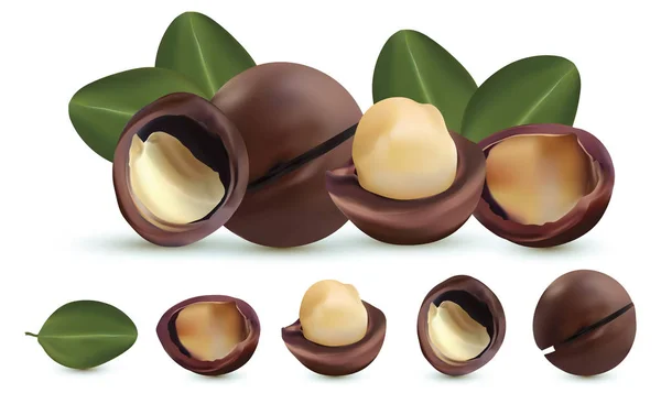 Nueces macadamia aisladas sobre fondo blanco. Nueces sin cáscara y sin cáscara con hoja verde. Sabrosas nueces de macadamia. Macadamia orgánica. Hermosa ilustración —  Fotos de Stock