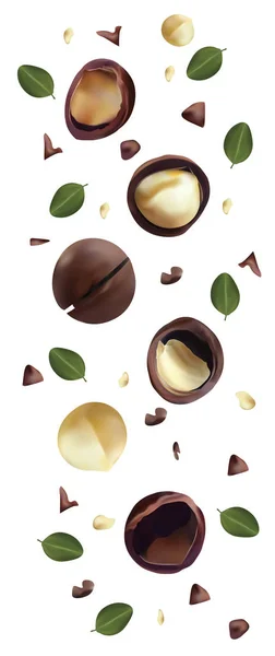 Noix macadamia isolées sur fond blanc. Noix décortiquées et décortiquées avec des feuilles vertes. Délicieuses noix de macadamia. Macadamia biologique. Belle illustration — Image vectorielle