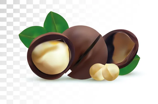 3D realistic macadamia nut isolated on transparent background. Shelled Macadamia nuts with green leaf. Vector illustration — 스톡 벡터