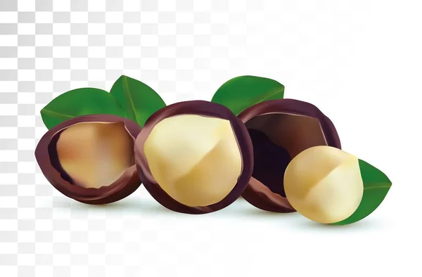 3D realistische macadamia noot geïsoleerd op transparante achtergrond. Beschoten Macadamia noten met groen blad. Vectorillustratie. — Stockvector