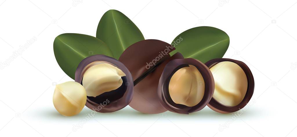 Nuts macadamia isolated on white background. Nuts shelled and unshelled with green leaf. Tasty macadamia nuts. Organic macadamia. Vector illustration