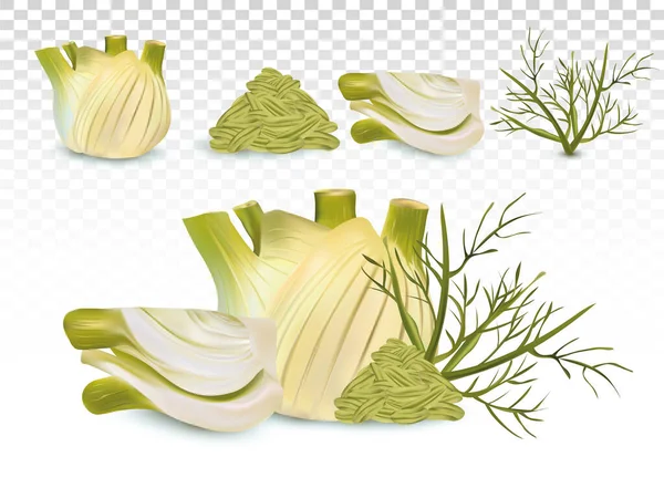 Hinojo 3D realista con hoja verde y semillas. Hinojo blanco con tallos verdes. Especias para su menú aisladas sobre fondo transparente. Ilustración vectorial — Vector de stock