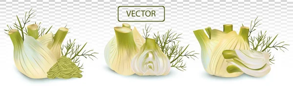 3D realistischer Fenchel mit grünem Blatt. Aromatische Gewürze isoliert auf transparentem Hintergrund. Vektordarstellung festlegen. — Stockvektor