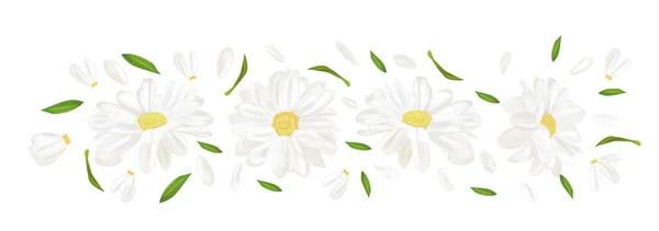 3D realistic chamomile flower. Chamomile isolated on white background. Delicate flower chamomile. Top view. Chamomile close up. Vector illustration. — Stock Vector