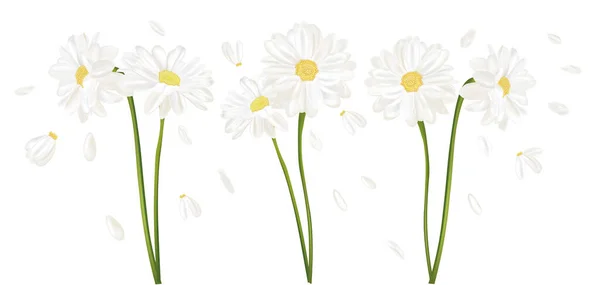 3D flor camomila realista. Camomila isolada sobre fundo branco. Camomila de ramo perfumada.Camomila de flor de perto. Ilustração vetorial . — Vetor de Stock