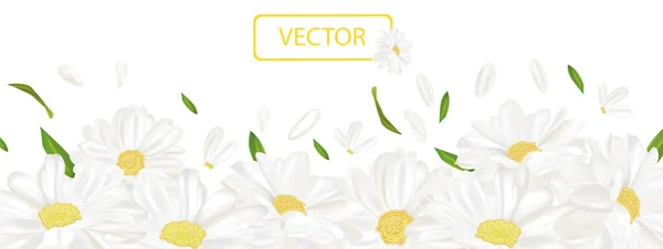 3D realistische Kamillenblüte. Kamille isoliert auf weißem Hintergrund. Zarte Blütenkamille. Ansicht von oben. Kamille aus nächster Nähe. Vektorillustration. — Stockvektor
