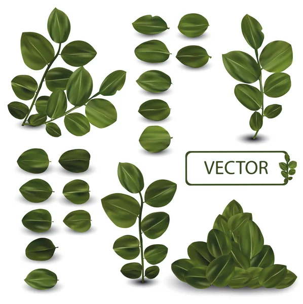 3D realistische grüne Blätter. Sammlung hinterlässt isoliert auf weißem Hintergrund. Frische Blätter. Ansicht von oben. Vektorillustration — Stockvektor