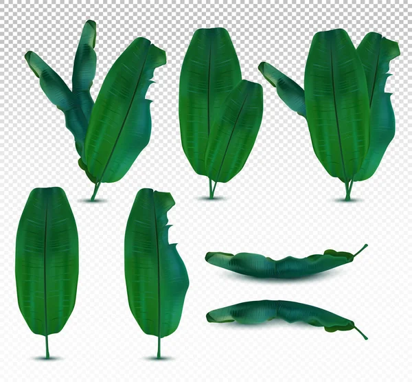 Hoja tropical exótica realista 3D. Colección de hojas de plátano desde diferentes ángulos sobre fondo transparente. Set de iconos. Ilustración vectorial — Vector de stock