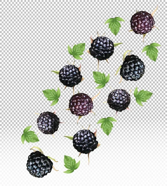 Set of black raspberry with leaves on transparent background. Fresh black raspberry fruits are whole. Useful ripe fresh blackberry rich in vitamins, natural product. Realistic vector illustration — Stock Vector