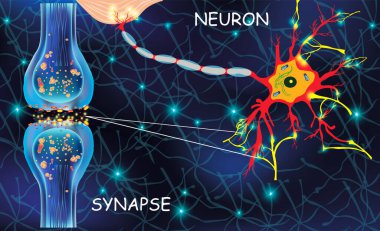 Anatomi anatomisi hücreleri. Canlı bir organizmadaki sinyal iletimi. Beyne sinyal yolluyorlar. Beyindeki sinirsel bağlantılar düşünceleri, konsept öğrenmeyi oluşturur. Eğitim için yapı neyronu