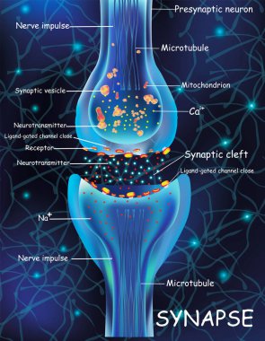 Anatomy synapse cells. Transmission signal of impulse in a living organism. Signaling in the brain. Synapse connections in the brain form thoughts, concept learning. Structure synapse for educational clipart