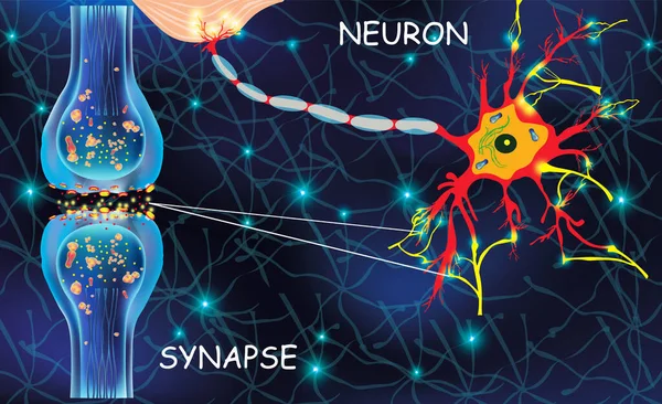 Anatomy neyron cells. Transmission signal of impulse in a living organism. Signaling in the brain. Neural connections in the brain form thoughts, concept learning. Structure neyron for educational