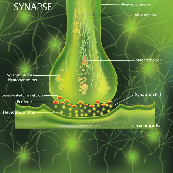 Neuronas, designación científica. Estructura Sinapsis. Neuronal con una célula nerviosa. Señalización en el cerebro. Transmisión de impulsos en un organismo vivo. Ilustración —  Fotos de Stock