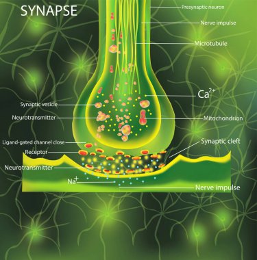 Neurons, scientific designation. Structure Synapse. Neuronal with a nerve cell. Signaling in the brain. Transmission of impulses in a living organism. Illustration clipart