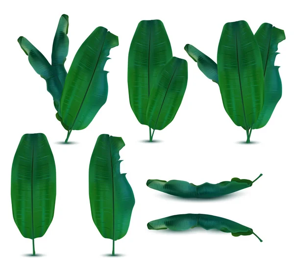 Realistic exotic tropical leaf. Collection banana leaves from different angles on white background. Icon set. 3d illustration — Stock Photo, Image