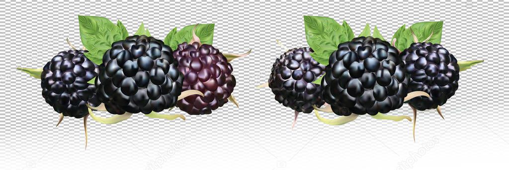 Fresh blackberry isolated on white background. Collection ripe black raspberry with green leaf. Summer berry close up. 3d illustration.