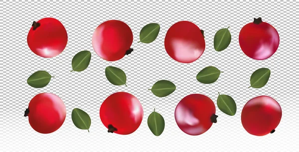 Ensemble de groseilles rouges avec des feuilles sur fond transparent. Les fruits frais de groseille rouge sont entiers. Utile groseille fraîche mûre riche en vitamines, produit naturel. Illustration vectorielle réaliste — Image vectorielle
