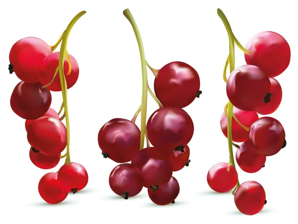 Zestaw świeżo zebranych czerwonych porzeczek na białym tle. Przydatne dojrzałe, świeże czerwone jagody porzeczki bogate w witaminy. Produkt organiczny. 3d realistyczna ilustracja. — Zdjęcie stockowe