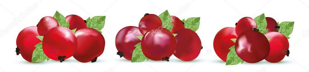 Set of red currant. Freshly picked red currant with green leaf. Useful ripe fresh red currant berry rich in vitamins. Organic product. 3d realistic illustration