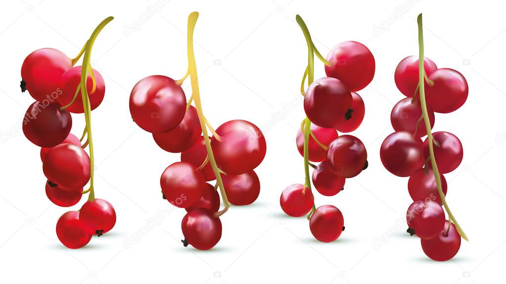 Set of Freshly picked red currant on white background. Useful ripe fresh red currant berry rich in vitamins. Organic product. 3d realistic illustration.